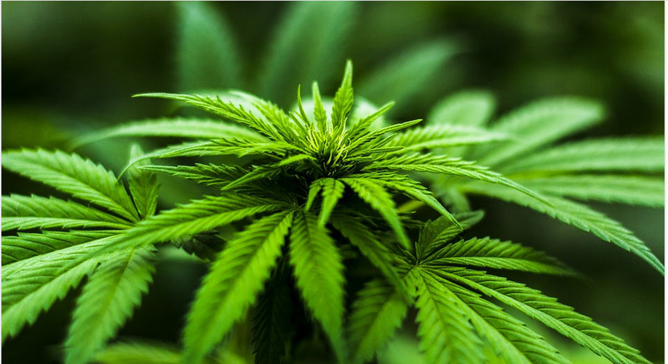 marijuana leaves